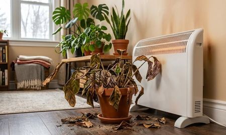 Qué pasa si dejás una planta cerca de la estufa durante el invierno. Qué pasa si dejás una planta cerca de la estufa durante el invierno.