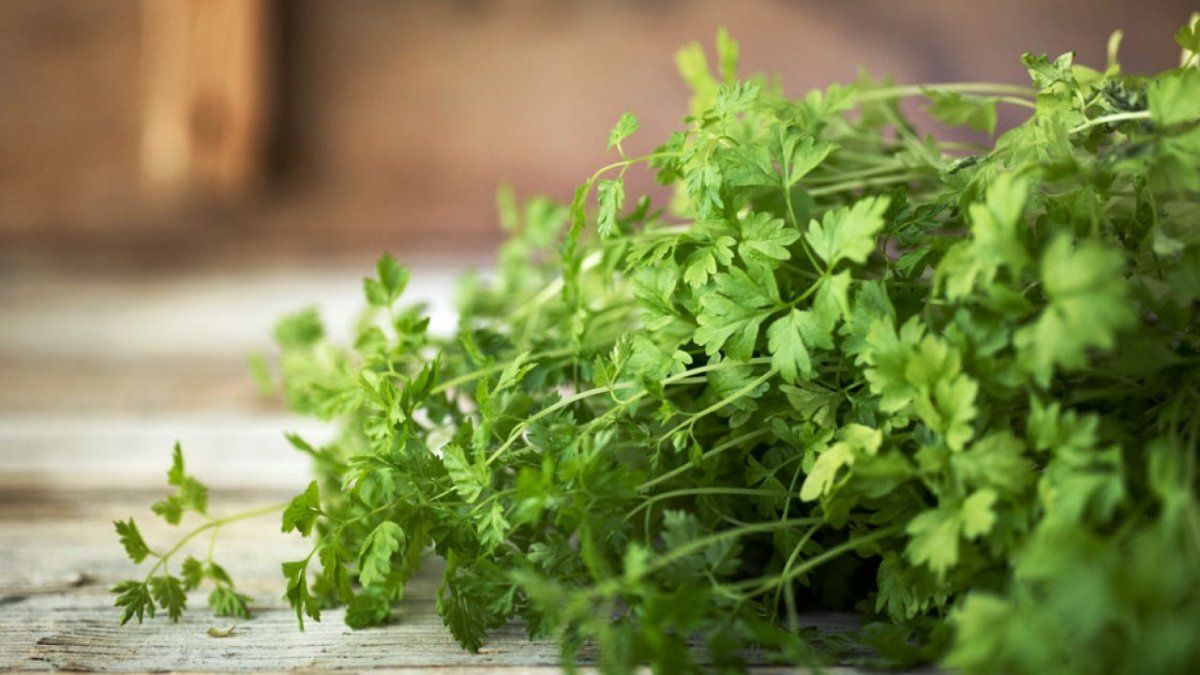 Es conocido y utilizado en gastronomía desde la antigüedad