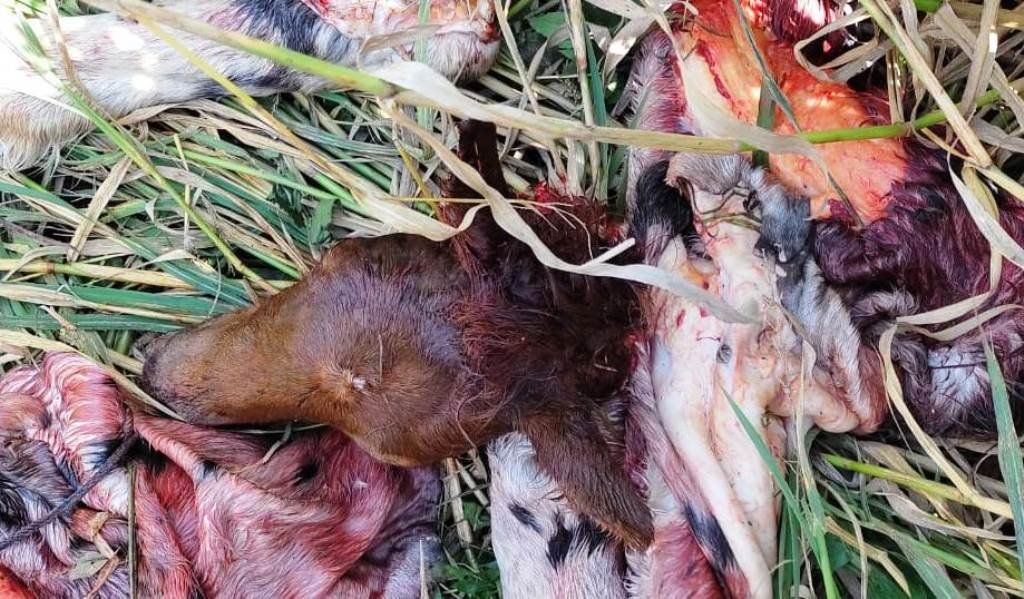 Los animales mutilados fueron encontrados en el procedimiento de Los Pumas