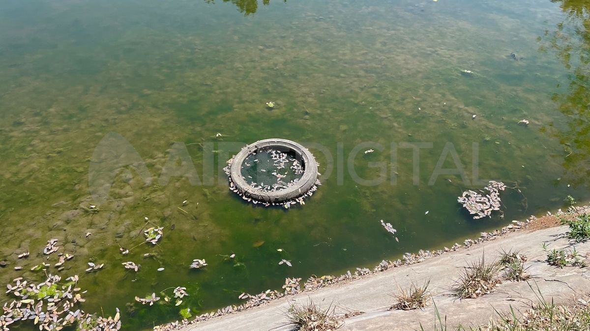 Vecinos denuncian que hay basura en el Parque Garay y que el lago está casi seco. Vecinos denuncian que hay basura en el Parque Garay y que el lago está casi seco.