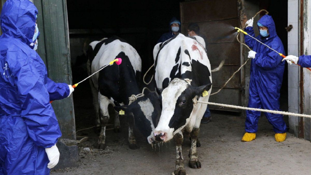 Vacas diagnosticadas con brucelosis son desinfectadas antes de ser sacrificadas en la provincia de Shaanxi
