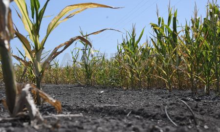 En 15 días, en esa región se perdieron 119.000 hectáreas del cereal de segunda y tardío. En 15 días, en esa región se perdieron 119.000 hectáreas del cereal de segunda y tardío.