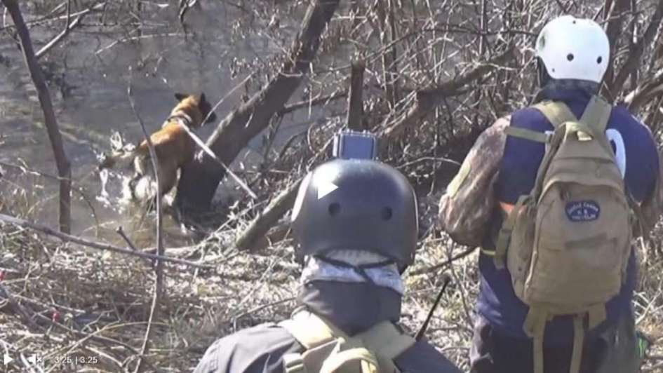 El video del perro que rastreó a Maldonado y no le prestaron atención