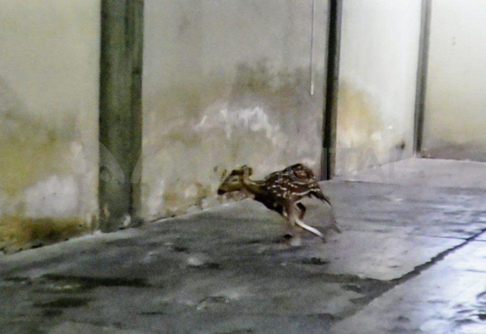 La aparición de los ciervos axis en Rosario preocupa a los expertos porque es una especie exótica que afecta a la fauna nativa y los cultivos.