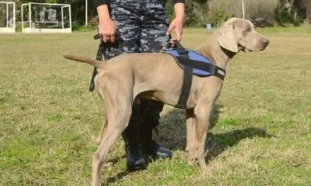 bruno, el perro que marco al femicida de monte chingolo es el mismo que resolvio el caso de anahi benitez bruno, el perro que marco al femicida de monte chingolo es el mismo que resolvio el caso de anahi benitez