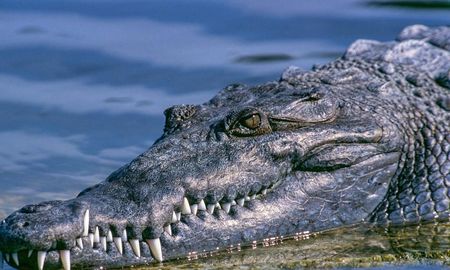 Las personas fueron sorprendidas por el sigiloso animal y lo dejaron todo grabado. Las personas fueron sorprendidas por el sigiloso animal y lo dejaron todo grabado.