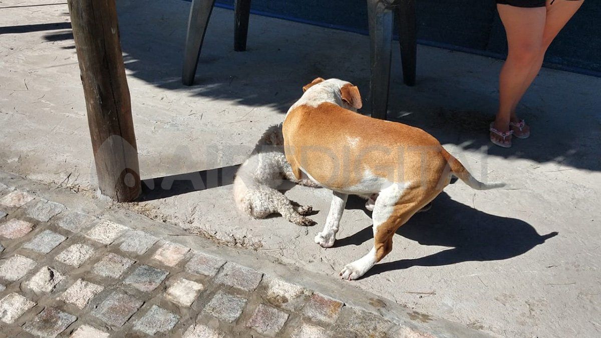 El dueño del pitbull asegura que el animal el dócil.