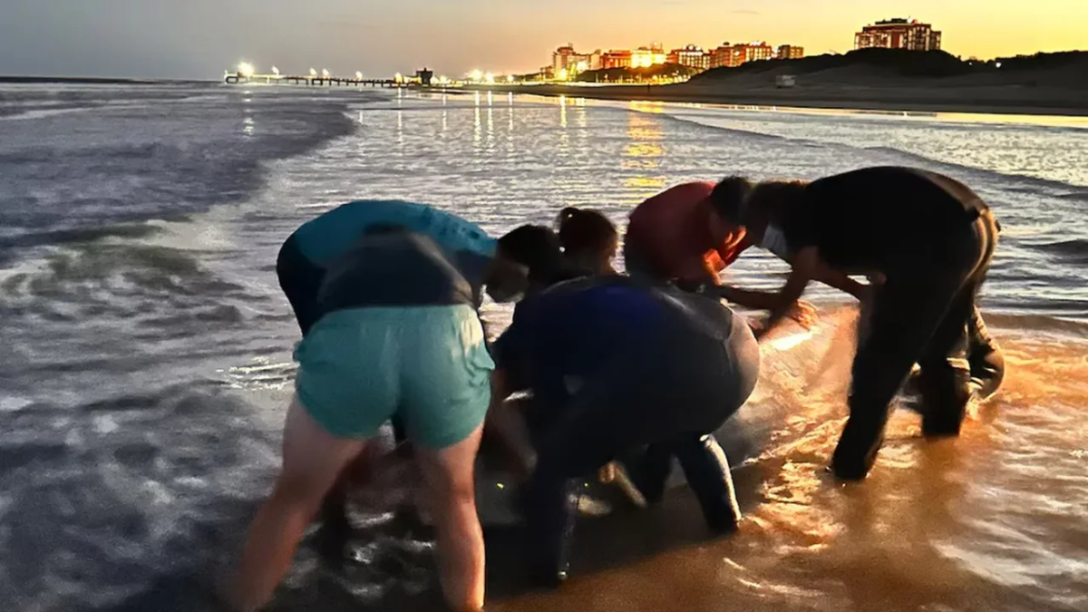 El ejemplar varó en San Clemente del Tuyú y activó un operativo de la Fundación Mundo Marino. Pese a los esfuerzos, la necropsia confirmó que padecía un cuadro grave de neumonía. El ejemplar varó en San Clemente del Tuyú y activó un operativo de la Fundación Mundo Marino. Pese a los esfuerzos, la necropsia confirmó que padecía un cuadro grave de neumonía.