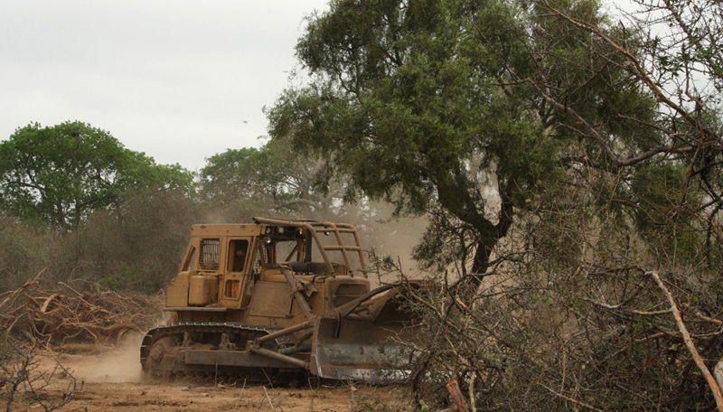 “La deforestación de bosques”: el testimonio de los Fernández