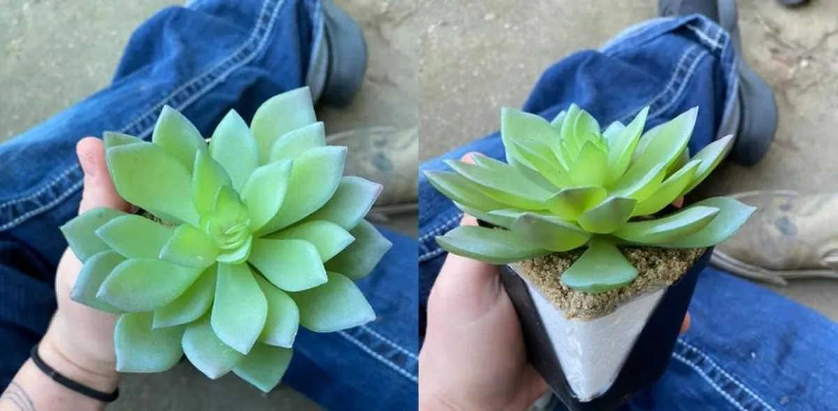 Luego de dos años regando y cuidando su planta