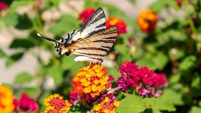 Las flores que resisten el calor de diciembre y mantienen el color sin esfuerzo