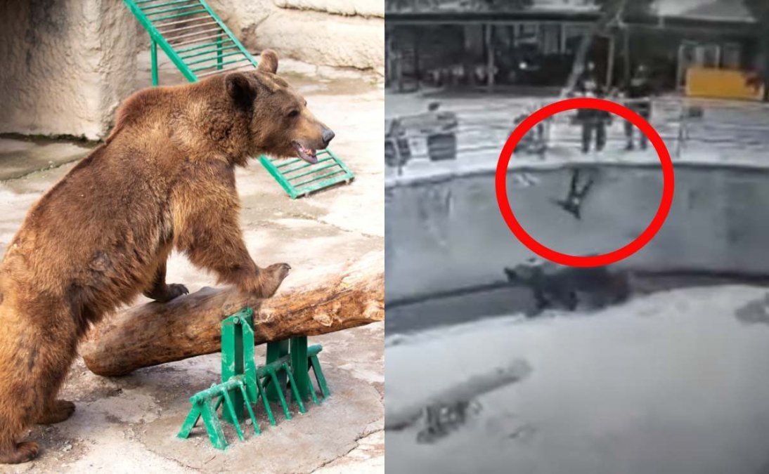 Video: una mujer arrojó a su hija de tres años a la jaula de un oso