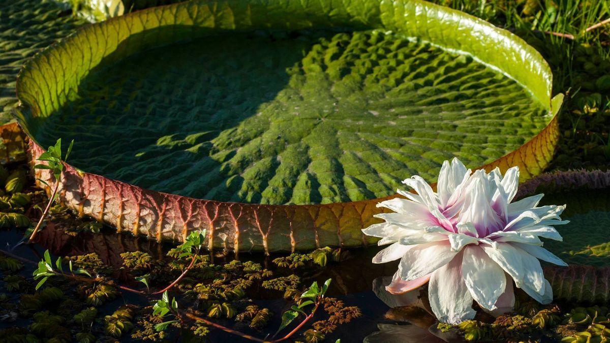 La flor de Yrupē es una planta acu&aacute;tica perteneciente a las cuencas de los r&iacute;os Paran&aacute; y Paraguay.