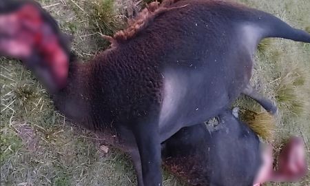 Dos animales aparecieron con lesiones llamativas en un campo de Lanteri, en el noreste de la provincia de Santa Fe. Dos animales aparecieron con lesiones llamativas en un campo de Lanteri, en el noreste de la provincia de Santa Fe.