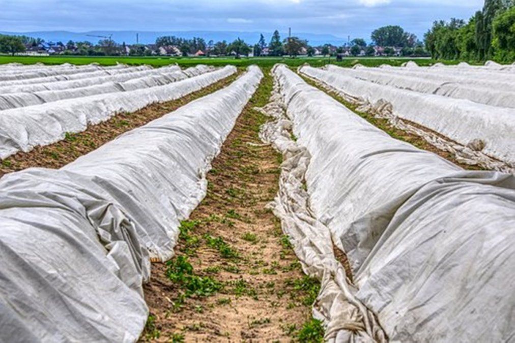 Las tierras usadas para el cultivo están contaminadas con “mayores cantidades de microplásticos” que el océano