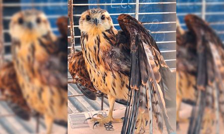 Gran hallazgo: rescataron a un águila negra lastimada en Colastiné. Gran hallazgo: rescataron a un águila negra lastimada en Colastiné.