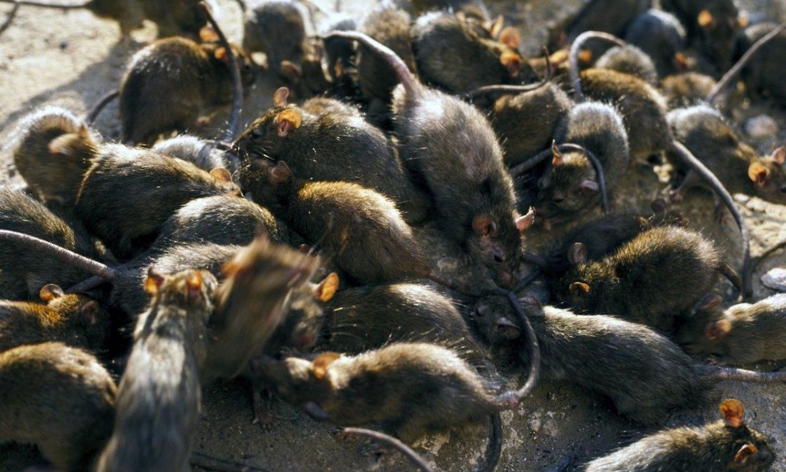 Video viral: un técnico encontró un nido ratas adentro del lavarropas.