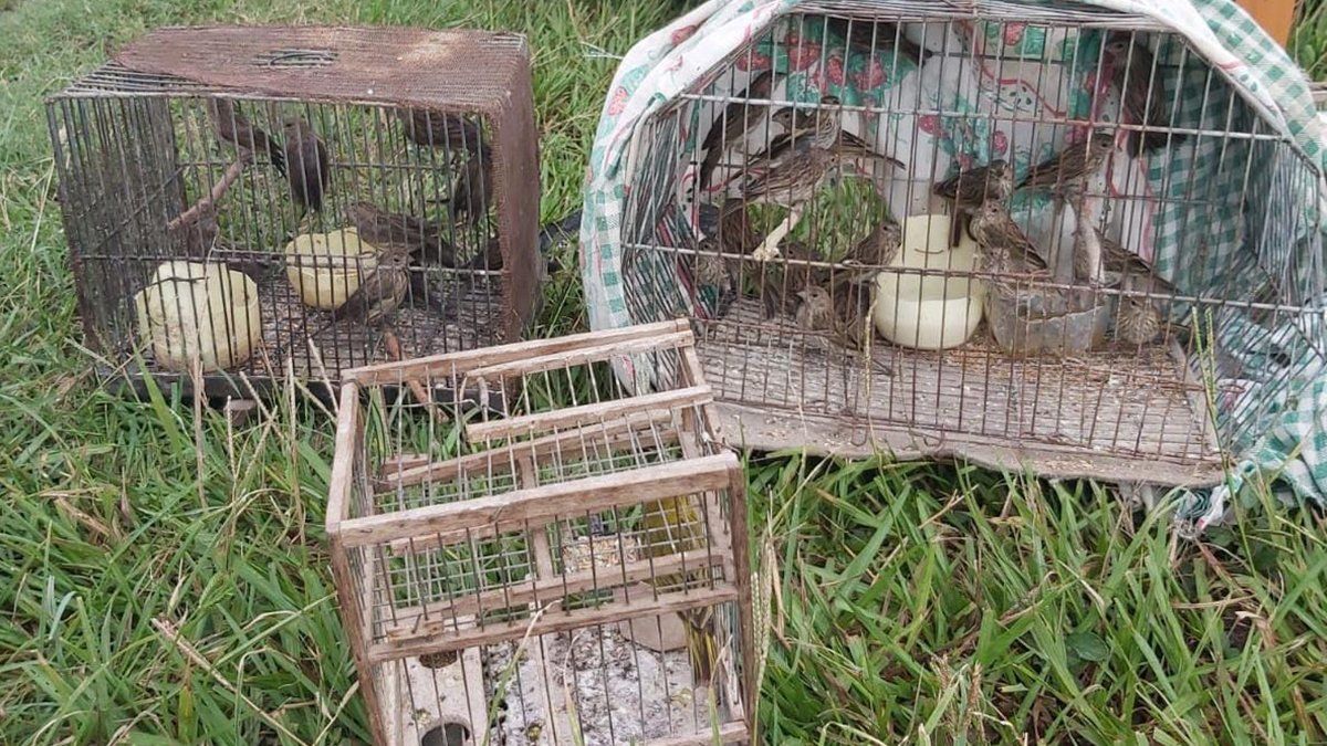 Las aves iban adentro de un automóvil Ford Fiesta.&nbsp;