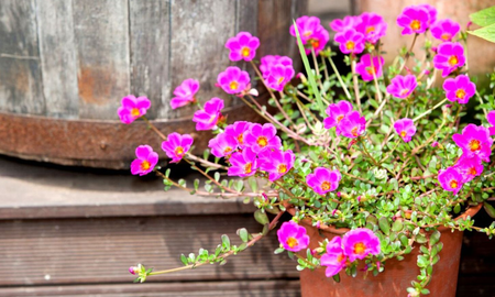 Portulaca, la planta de maceta. Portulaca, la planta de maceta.
