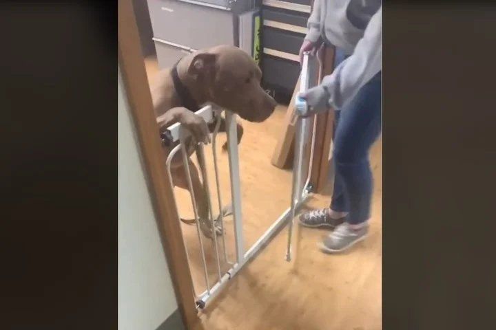 Instante. La reaccion del perro al ver a su dueño después de años. Foto: captura de video/@mariahmayflower