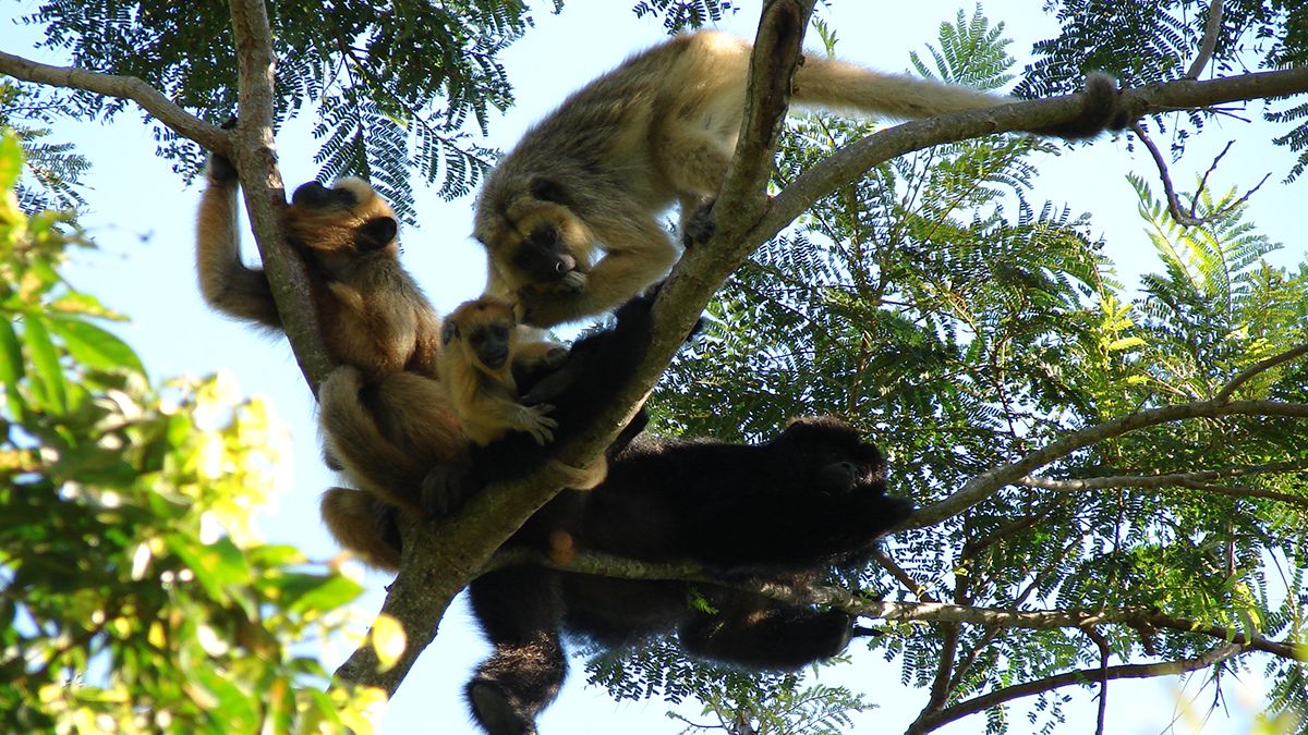 Los monos aulladores también son una especie que ha sido capturada para ser vendida como mascota.