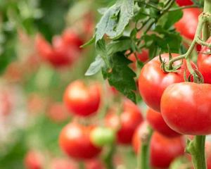 Investigadores del CONICET hallaron un gen que permite a las plantas de tomate optimizar su crecimiento en condiciones de sombra, lo que podría revolucionar el diseño de cultivos más eficientes.