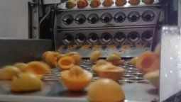 El durazno en lata: Una agroindustria que es ejemplo de supervivencia El durazno en lata: Una agroindustria que es ejemplo de supervivencia