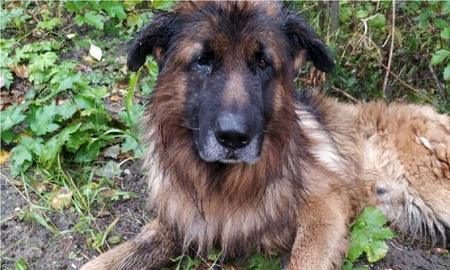 Sacrifican a un perro, sobrevive, huye de su tumba y busca a sus dueños Sacrifican a un perro, sobrevive, huye de su tumba y busca a sus dueños