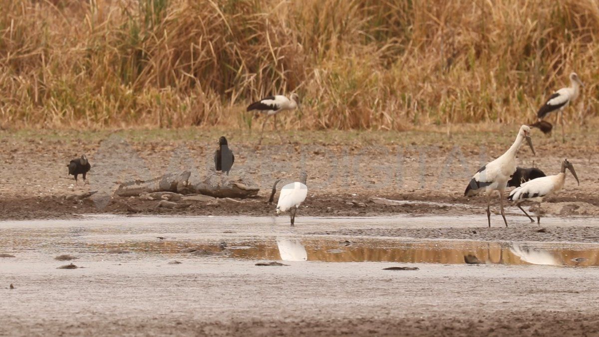 La variedad de aves que habita el Impenetrable sorprende. También es un hábitat del yacaré.