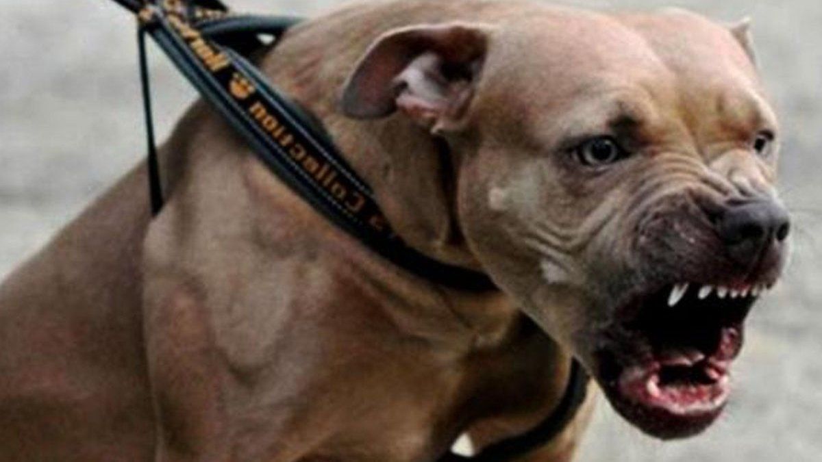 Quiso defender a su perro de un pitbull