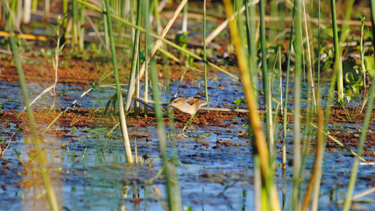 La diversidad más grande la constituyen las aves, con más de sesenta especies registradas hasta ahora.