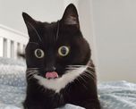 una gata se volvio viral por su cara de asombro una gata se volvio viral por su cara de asombro