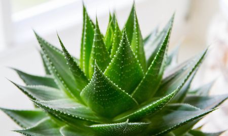 Según el Feng Shui, ubicar el aloe vera en la entrada de la casa trae beneficios. Según el Feng Shui, ubicar el aloe vera en la entrada de la casa trae beneficios.