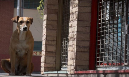 Eugenia murió hace 15 días y su perrita Bianca aún la espera: el origen de la historia de amor que trascendió Tunuyán Eugenia murió hace 15 días y su perrita Bianca aún la espera: el origen de la historia de amor que trascendió Tunuyán