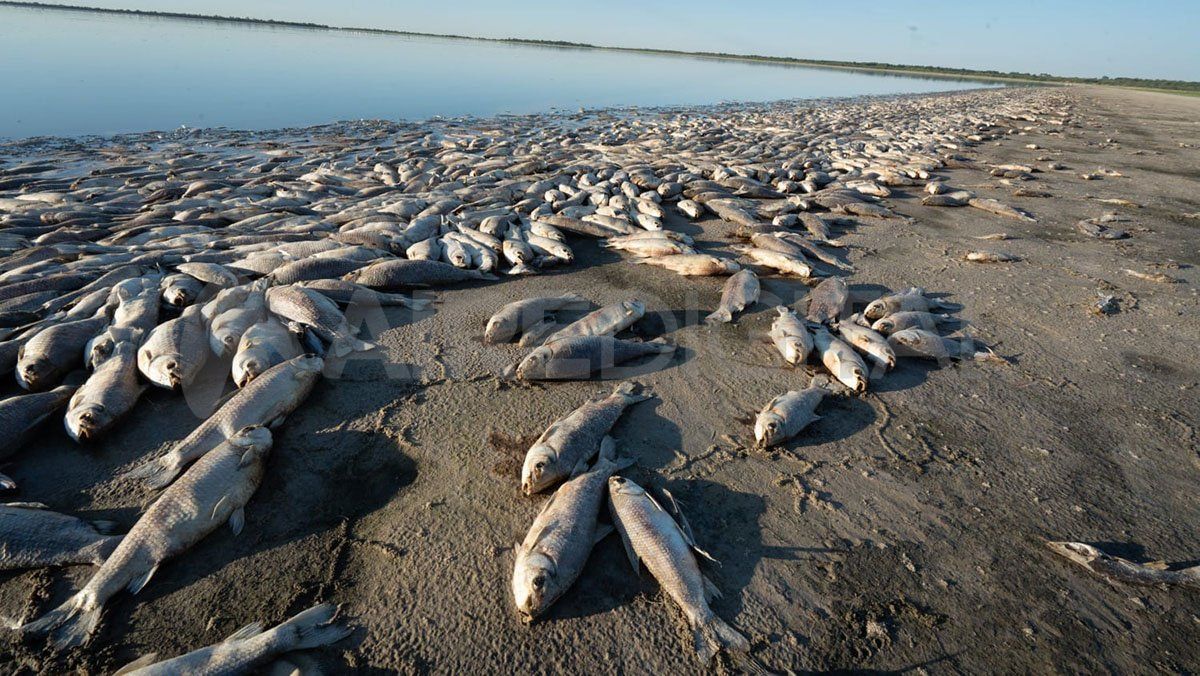 La sequía y las altas temperaturas serían el factor determinante que habría provocado la muerte de miles de peces en la Laguna del Plata.