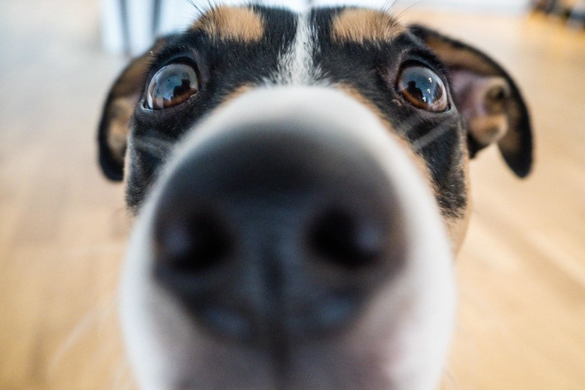 Cómo funciona la app “My Pets”