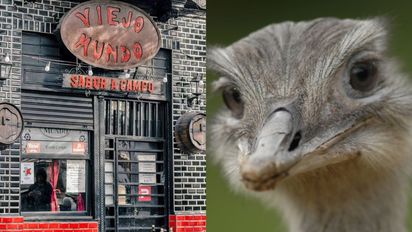 Clausuraron un restaurante por vender carne de rana y ñandú: qué ofrecían y cómo lo promocionaban