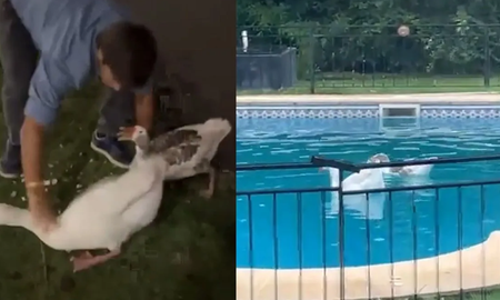 Se robó dos gansos de los Lagos de Palermo y los llevó a nadar a su pileta. Se robó dos gansos de los Lagos de Palermo y los llevó a nadar a su pileta.