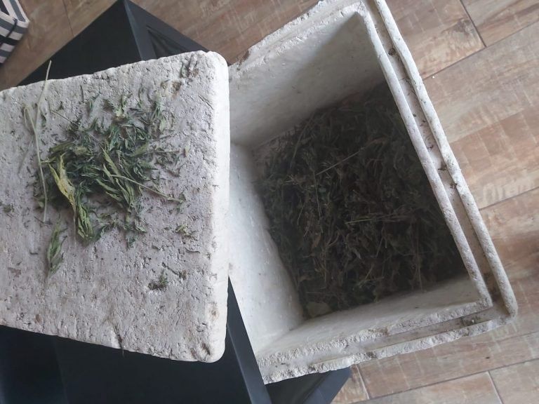 Los pesquisas secuestraron 55 plantas, una heladera de telgopor con 150 gramos de cogollos de marihuana, semillas de la misma planta y una balanza