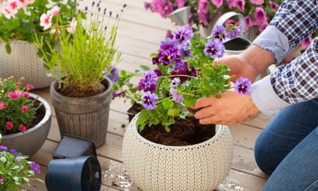 Pequeños errores de cuidado pueden hacer que las flores se marchiten antes de tiempo. Pequeños errores de cuidado pueden hacer que las flores se marchiten antes de tiempo.