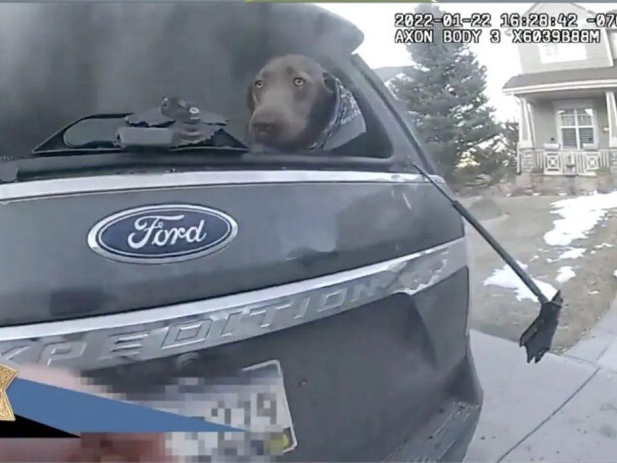 El emocionante momento en el que logran rescatar a un perro de un auto en llamas