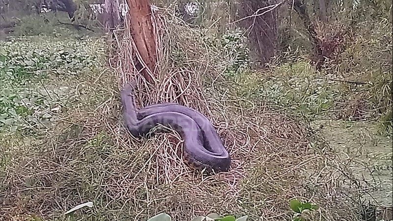 Video: mirá la gigantesca curiyú que encontraron en la zona de islas santafesina