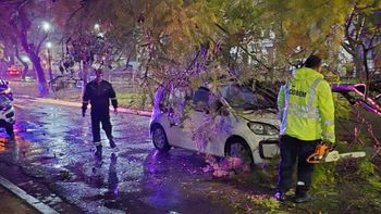 Fuerte viento y complicaciones en la ciudad: un árbol cayó sobre un auto y debió intervenir el Cobem