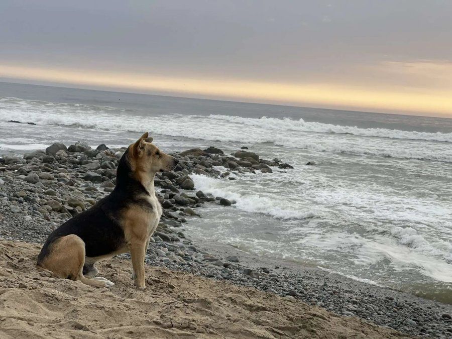 Encontró un perro solitario en la playa y descubrió la triste razón por la que miraba fijo al mar: Me rompió el corazón