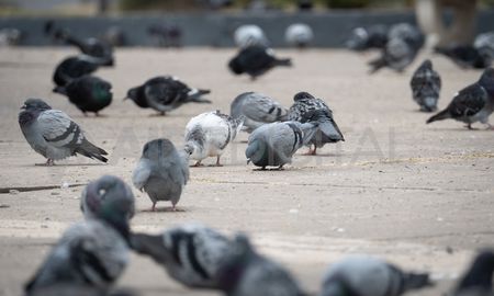 Las palomas son transmisoras de varias enfermedades que pueden afectar a los humanos. Las palomas son transmisoras de varias enfermedades que pueden afectar a los humanos.