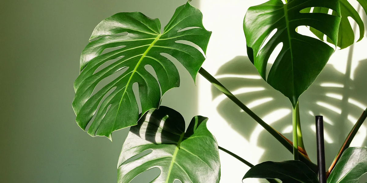 Las mejores plantas grandes para decorar rincones