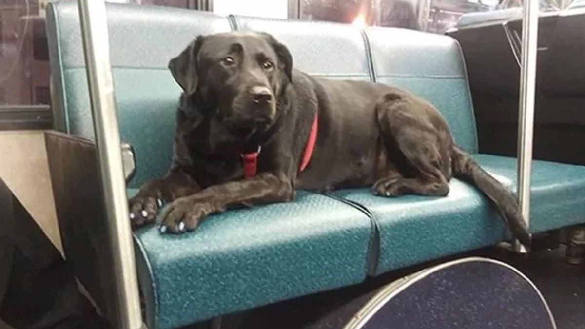 Eclipse aprendi&oacute; a viajar sola para ir al parque