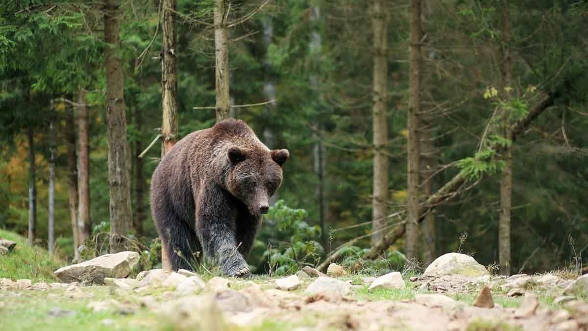 Una mujer se acerca a un oso salvaje para hacerse una selfie y termino de la peor manera