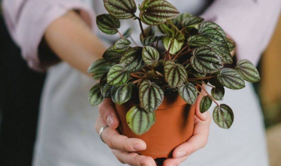 El barro es un material muy importante para que las plantas crezcan adecuadamente.