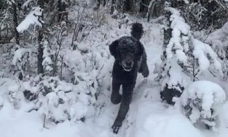 Perro o persona: la ilusión óptica que es furor en las redes